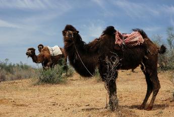 Туркменистан Фото. Фото Туркменистана. Фото альбомы Туркменистана. Верблюды в пустыне | Фото Туркменистана.